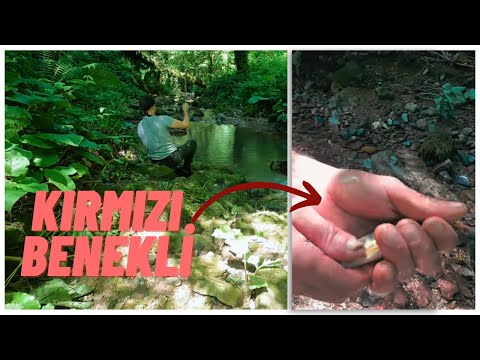 Şifalı KIRMIZI BENEKLİ Alabalık Yakaladık - Çam Dağı