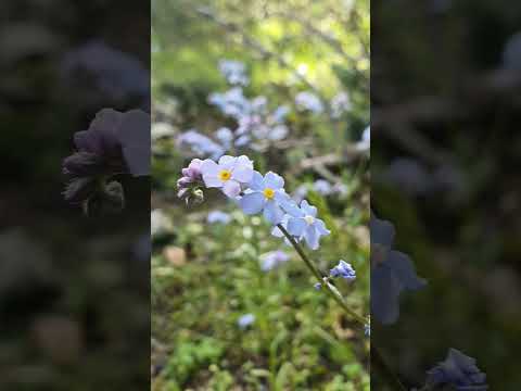 UNUTMABENİ Çiçegi