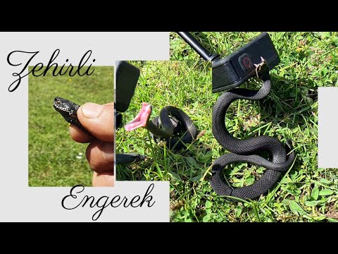 NADİR GÖRÜLEN ZEHİRLİ ENGEREK YILANI YAKALADIK - Uludağın Gizli Mağaraları