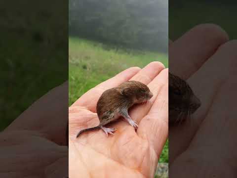 YAYLADA YAŞAYAN TATLI FINDIK FARESİ 🥰