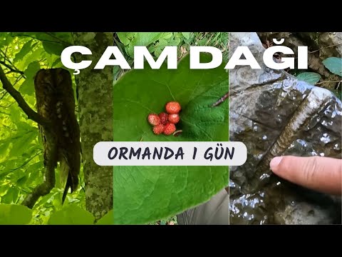ORMANDA 1 GÜN - FOSİLLER - YABAN HAYATI - ŞİFALI BİTKİLER