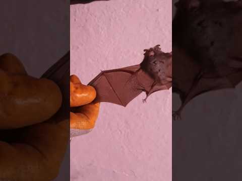 Yakaladığımız Yarasa - Fotoğraflandı