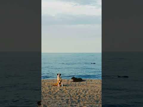 Böyle Bir Ana Denk Gelmek 🐬