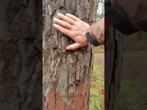 Bu Ağaçlar Altın Damlatıyor! ÇOK DEĞERLİ