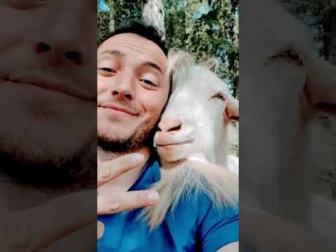 Bayram Şekerim  - Keçi 🥰