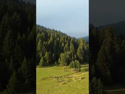 Huzur Veren Karadeniz Yaylaları