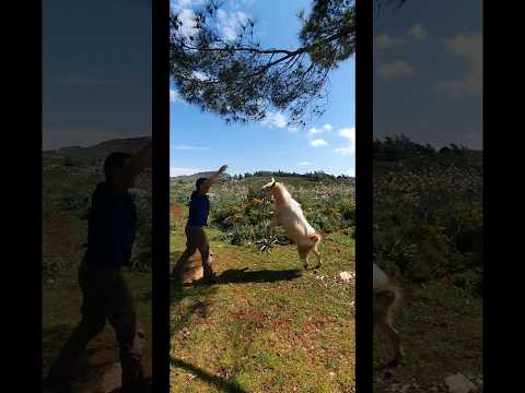 Keçiyle Güreş Tuttum!