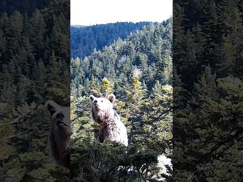 Ayıların Arasında Çadırsız Kamp!