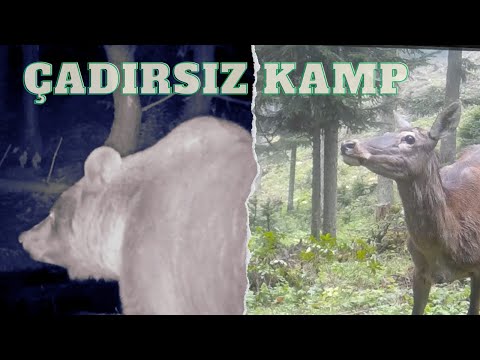 Ayı ve Geyiklerin Arasında Çadırsız Kamp! FOTOKAPANA YAKALANANLAR