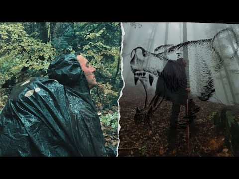 Ayı İzinde 20 Km Yürüdük - Ayı Dolu Domaniç Ormanları