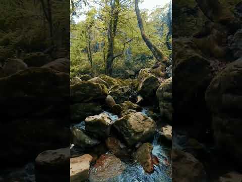 Yaban Hayatın Büyüsü -  Zonguldak