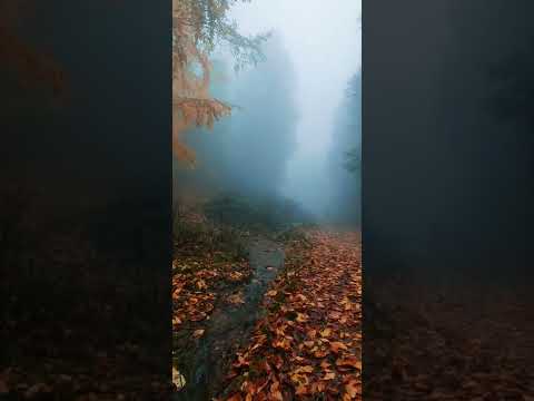 Forest camp in foggy autumn
