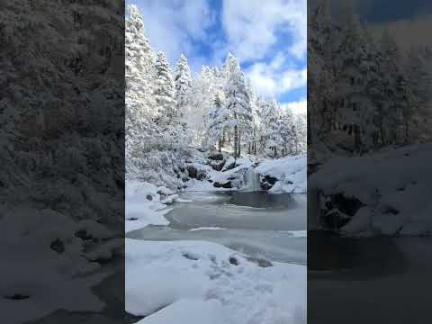 Karlar Altında Büyülü Orman #winter