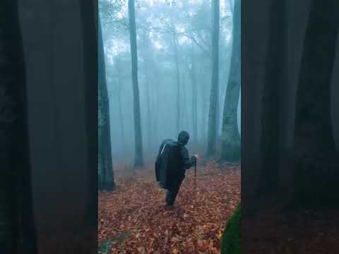 Esrarengiz Ormanın Büyüsü