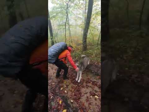 Ayıdan Koruyan #köpek ile oyun