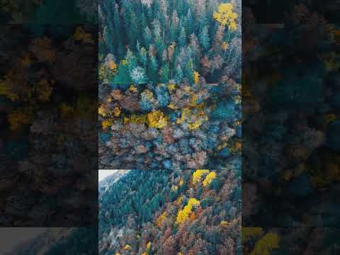 Sonbahar Renk Cümbüşü 🍂