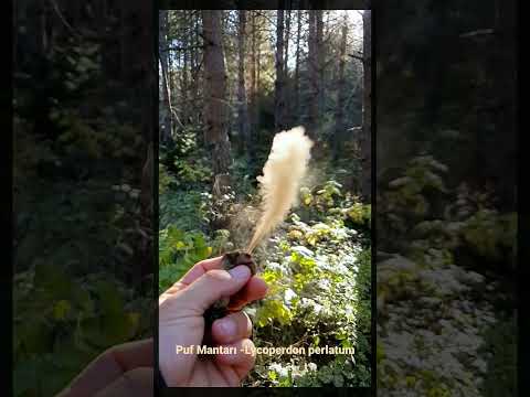 Stres atmak için Puf mantarı