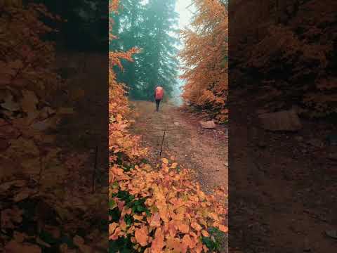 Yürüdüğüm En Güzel Yol! Çataldağ #sonbahar