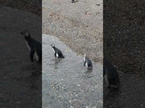 Dünyanın Sonunda Yaşayan Tatlı Penguenler