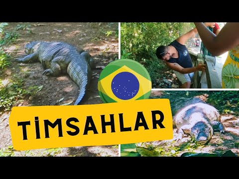 Timsahlar Sokakta Yaşıyor! Burası Hayvanat Bahçesi Değil!