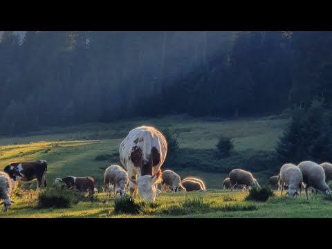 Karadenizin Eşsiz Yaylaları- Kocayayla Düzce