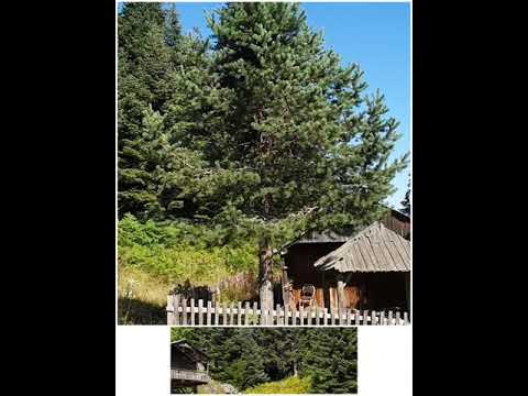 Düzce Yaylaları - Şehirli Yaylası #shorts