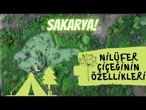 Acarlar Longozunda Kamp - Nilüfer Çiçeği Özellikleri