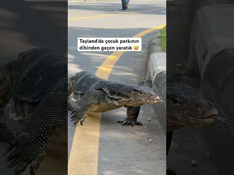 Bir Anda Şehrin Ortasında Dev Kertenkele Çıktı! (Tayland)