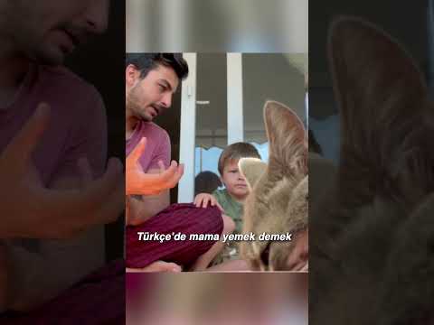 Kedi Mama Yiyor Dedim… Noah Hata Verdi!