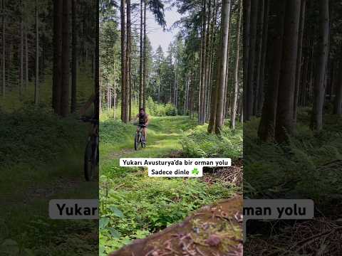 Bu 25 Saniye Sana İyi Gelecek 🌲🐦 (Orman Sesi) #shorts