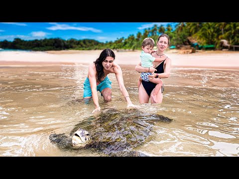 Sri Lanka Plajında Dev Kaplumbağalar Bizi Karşıladı!