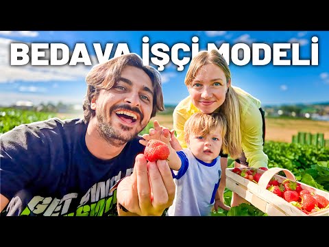 Kendin Topla, Öde! Avusturya'da Çilek Çiftliği 🇦🇹