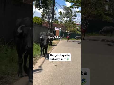 Gerçek hayatta Subway sörf 🏄‍♂️ #srilanka #surf