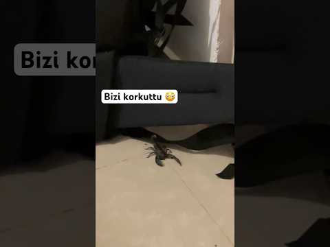 Kardeşimin odasında akrep 🦂 çıktı #kardeşim #shorts