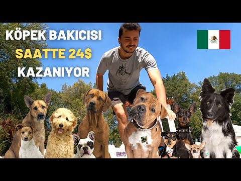 Meksika Halkının KÖPEK SEVGİSİ 🇲🇽 (Bir Başka)