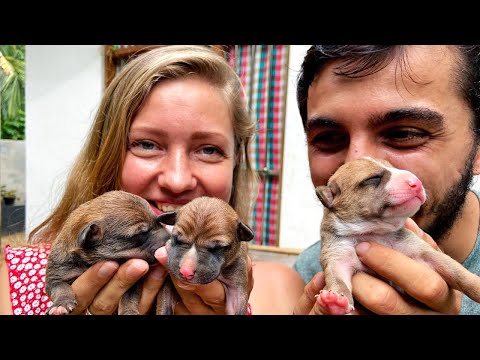 Bakın Şu Yavru köpeklere ! Minicikler