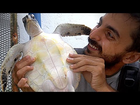 Dünyanın en değerli kaplumbağasıyla tanıştım