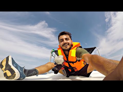 Yunuslarla Okyanusta bir gün geçirdim!