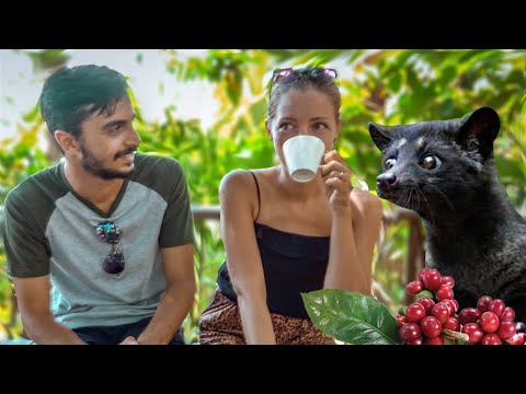 Dünyanın EN PAHALI kahvesi: Bali'de Denedik!