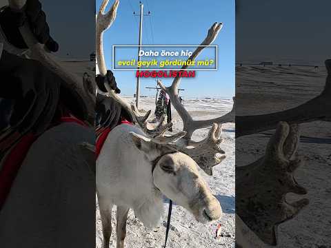 Dukha Türklerinin evcil geyikleri