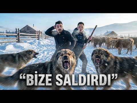 Köpekten Canımızı Zor Kurtardık | Muratla Belamızı Aradık ve BULDUK