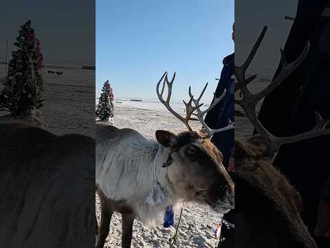 İşte geyik evcilleştiren Dukha Türkleri ! ￼