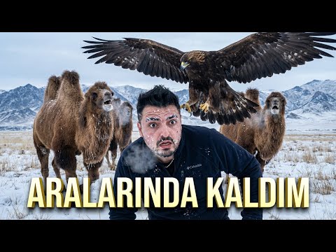 Vahşi Kartalı Elime Aldım… Develer Bir Anda Gerildi ! #6S/22B 🇲🇳