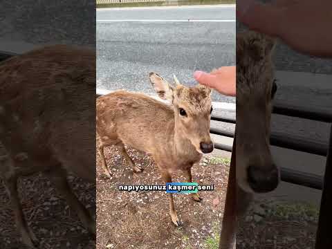 Oturduğunuz yerden eğlenerek dünyayı gezmek ister misin ? O zaman abone ol. Her gün yeni video !