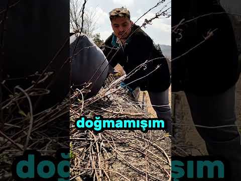 Baba beni duvara yollama bende senin kanınım 🥺