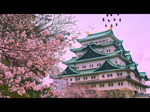 #4S/88B 🇯🇵 BEKLEDİĞİME DEĞDİ ! JAPONYA’DA SAKURA MEVSİMİ ! SONUNDA ÇİÇEKLER AÇTI
