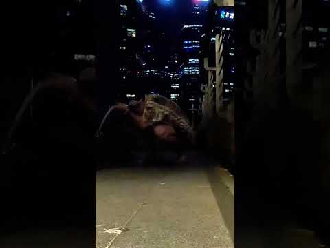 Sıgmadı , uzun hali kanalda