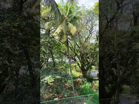 Ah güzel Sri Lanka , hem bu kadar ucuz hem nasıl bu kadar güzel ve ögretici olabilirsin?