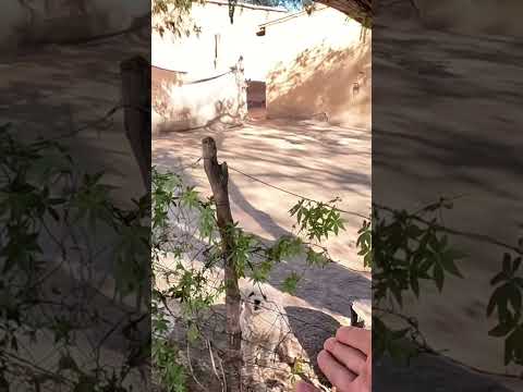 Bu köpekler tam sahtekar ya