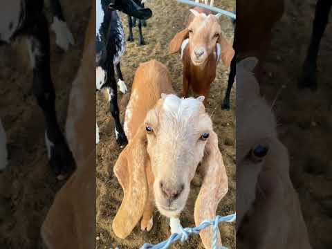 Bi süre Arjantin’in köylerindeyiz beklerim :))